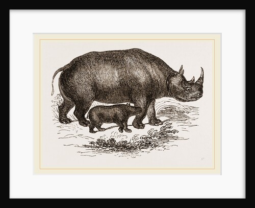 Black Rhinoceros and Young by Anonymous