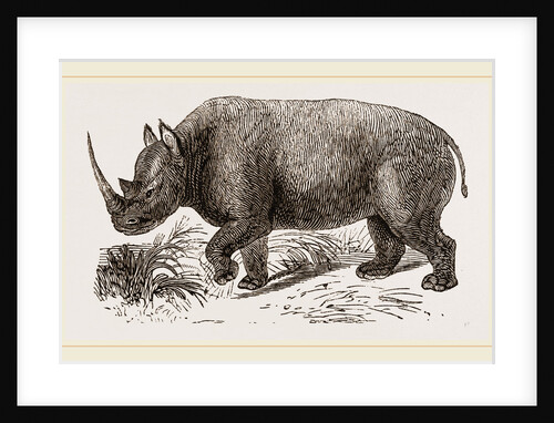 Two-horned Rhinoceros by Anonymous
