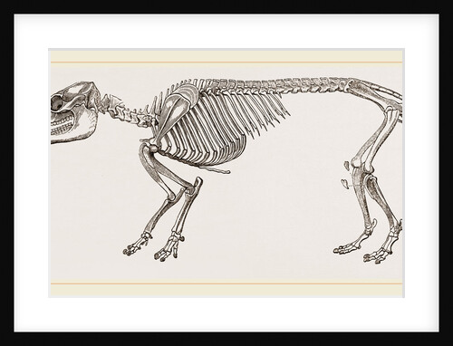 Skeleton of Daman by Anonymous