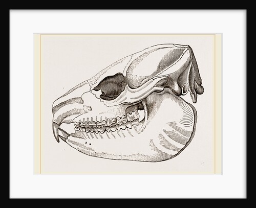 Skull of Daman by Anonymous
