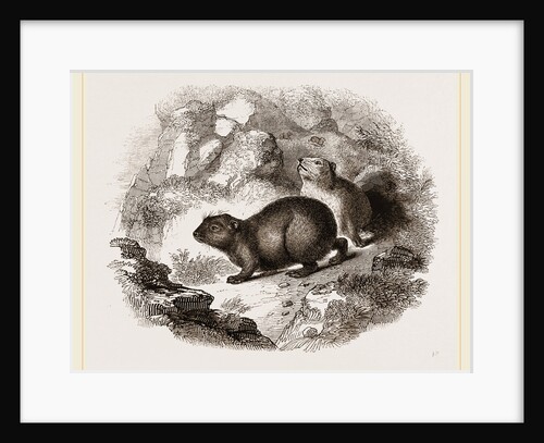 Cape Hyrax by Anonymous