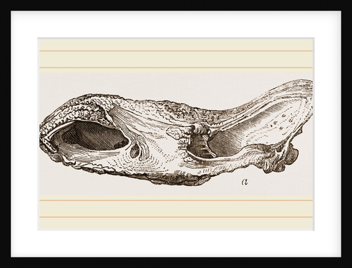 Skull of Fossil Rhinoceros by Anonymous