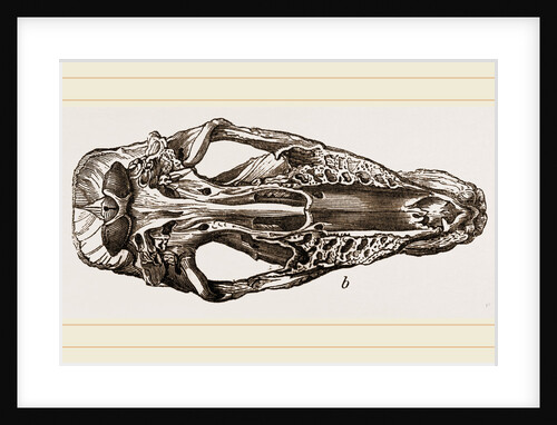 Skull of Fossil Rhinoceros by Anonymous