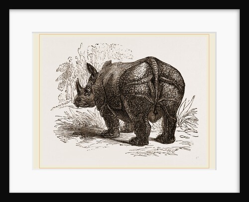 Indian Rhinoceros by Anonymous
