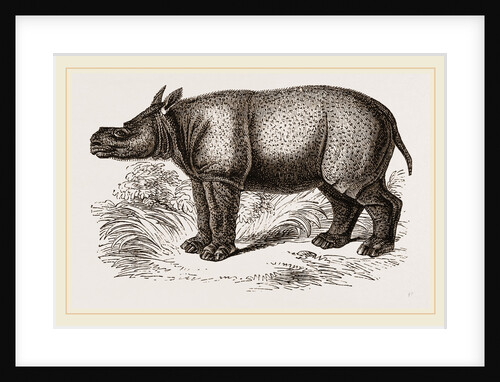 Javanese Rhinoceros by Anonymous