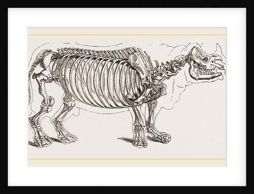Skeleton of Rhinoceros by Anonymous