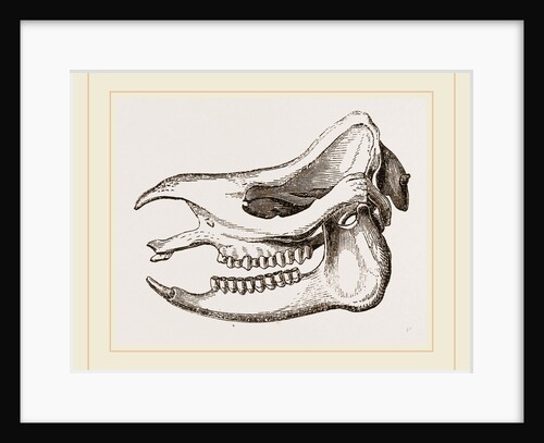 Skull of Javanese Rhinoceros by Anonymous