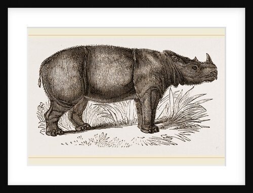 Sumatran Rhinoceros by Anonymous