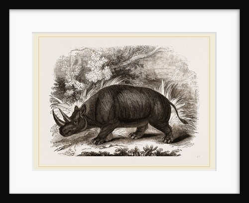 Rhinocercs Keitloa by Anonymous