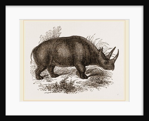 Rhinoceros Keitloa by Anonymous
