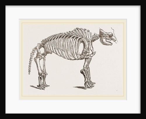 Skeleton of Mastodon by Anonymous