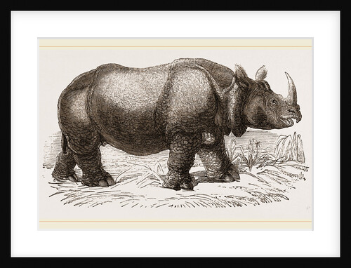 Rhinoceros by Anonymous