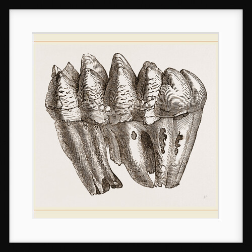 Molar of Mastodon not worn by Anonymous