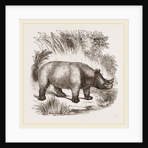 African Rhinoceros by Anonymous