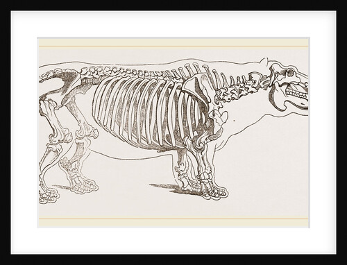 Skeleton of hippopotamus by Anonymous