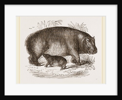 Female Hippopotamus and Young by Anonymous