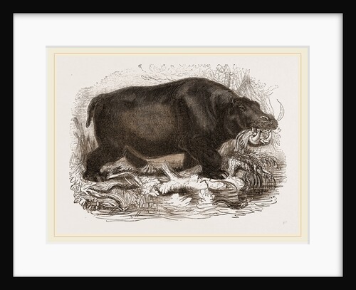 Hippopotamus by Anonymous