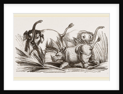 Elephant attacked by a Rhinoceros by Anonymous