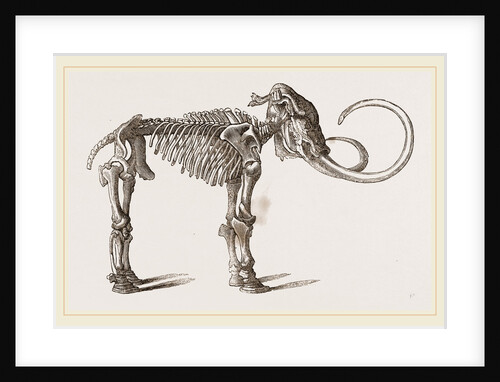 Mammoth found in Siberia by Anonymous