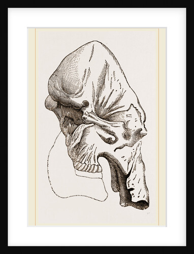 Skull of Mammoth by Anonymous