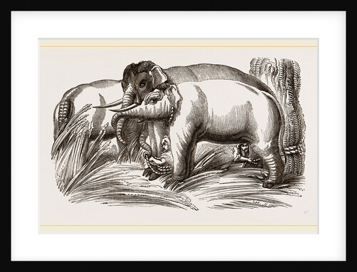 Wild Elephant captured by means of decoy Female Elephants by Anonymous