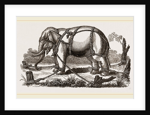 Elephant harnessed in a keddah by Anonymous