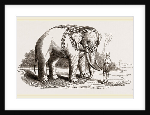 White Elephant of Ava by Anonymous
