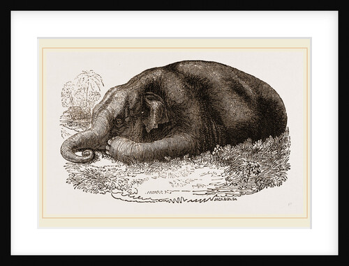 Elephant lying clown by Anonymous