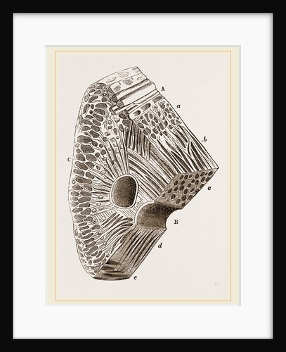 Section of the trunk of the Elephant by Anonymous