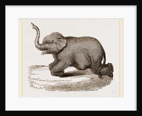 Elephant kneeling by Anonymous