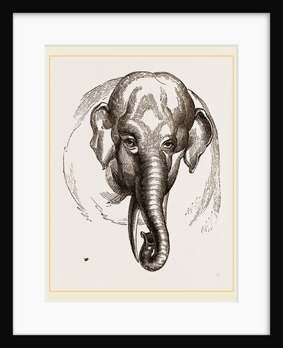 Head of Elephant by Anonymous