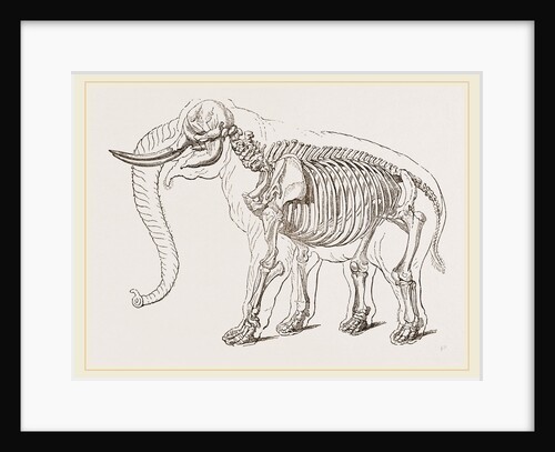 Skeleton of Elephant by Anonymous