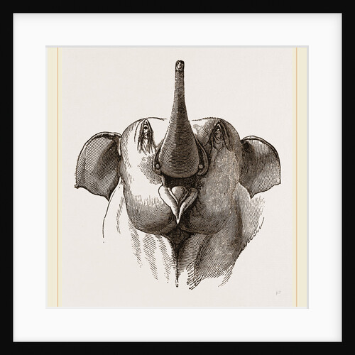 Head of Elephant with proboscis upraised by Anonymous