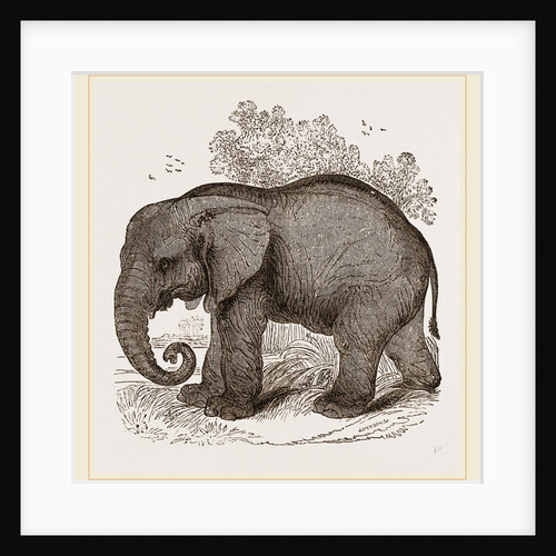 African Elephant by Anonymous