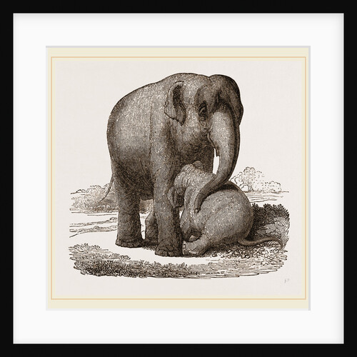 Young Elephant suckling by Anonymous