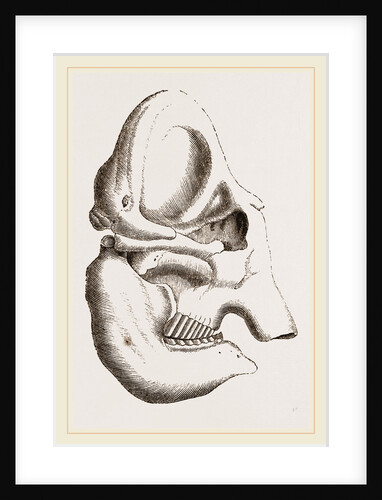 Skull of Indian Elephant by Anonymous