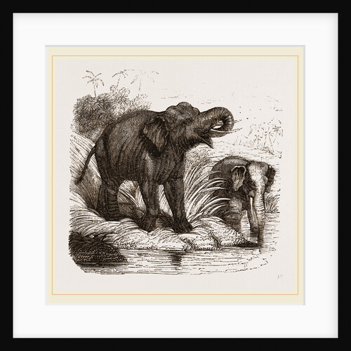 Elephant by Anonymous