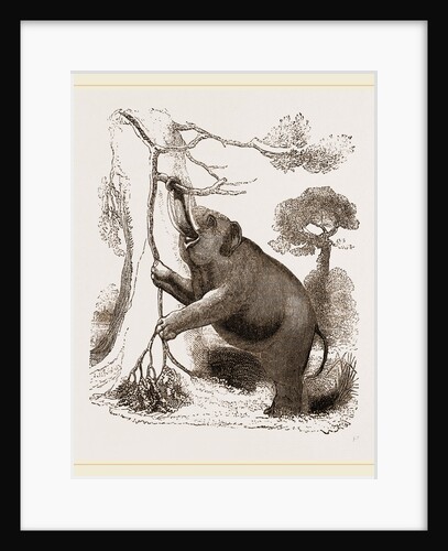 Elephant browsing by Anonymous