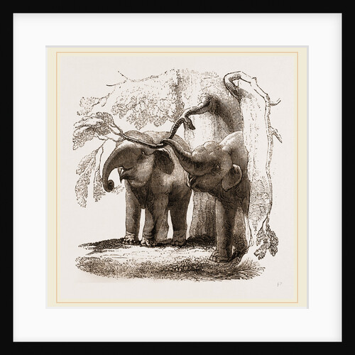 Young elephants browsing by Anonymous