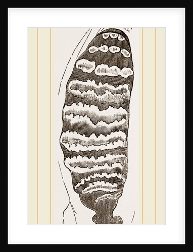 Teeth of African Elephant by Anonymous