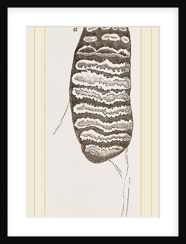 Teeth of African Elephant by Anonymous