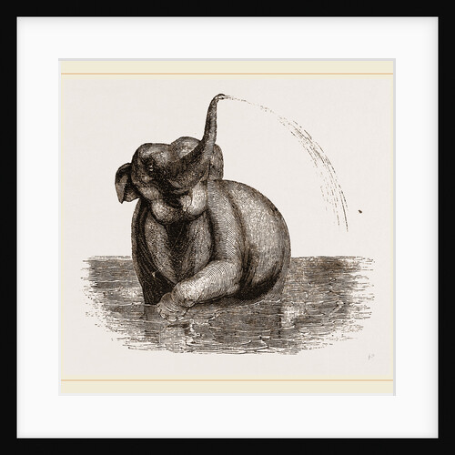 Elephant of the Jardin des Plantes by Anonymous