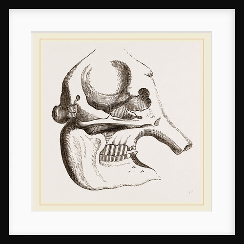 Skull of African Elephant by Anonymous