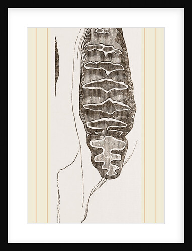 Teeth of African Elephant by Anonymous