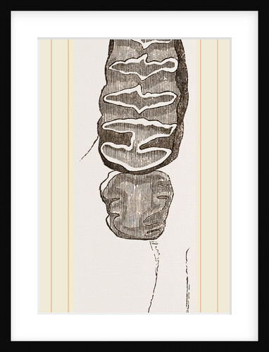 Teeth of African Elephant by Anonymous