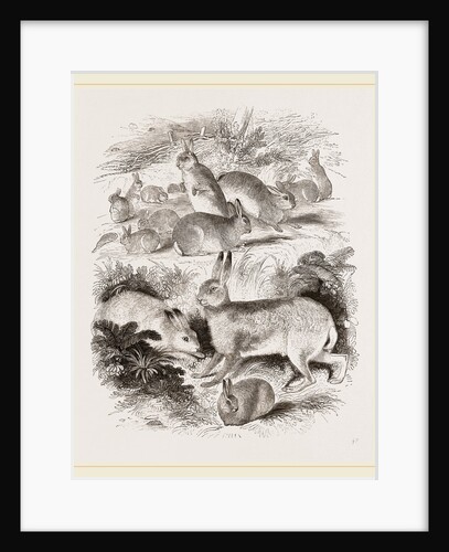 Common Hare by Anonymous