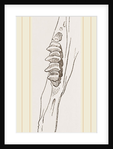 Teeth of Common Hare by Anonymous