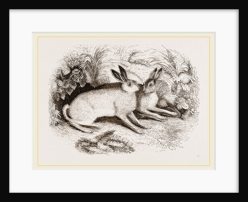 Syrian Hare by Anonymous