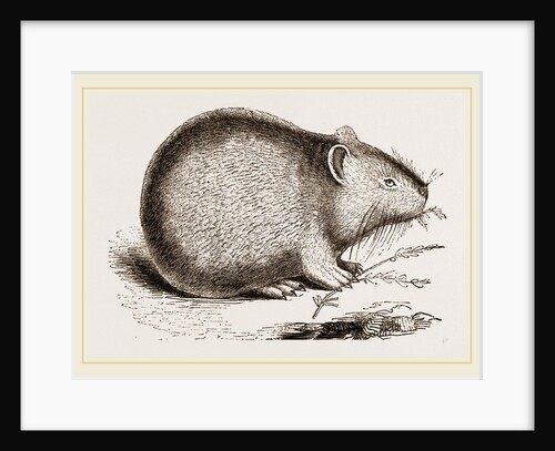 Dwarf Pika by Anonymous