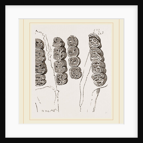 Teeth of Agouti by Anonymous